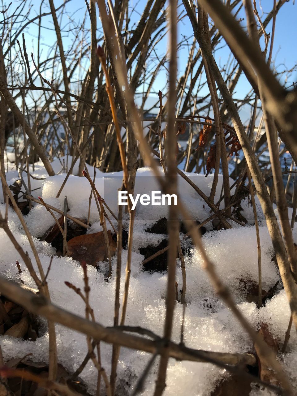 CLOSE-UP OF BIRD ON BRANCH