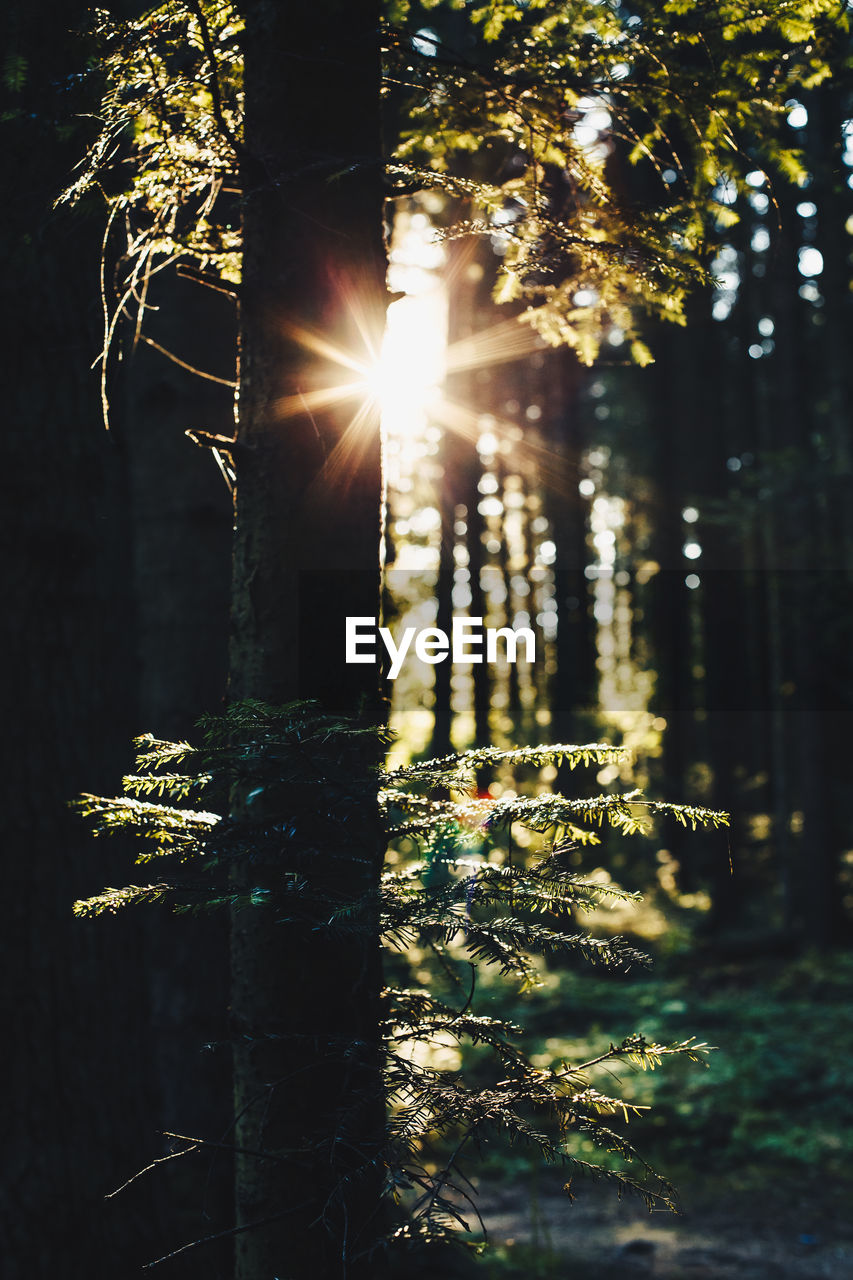 Close-up of plants against trees during sunset