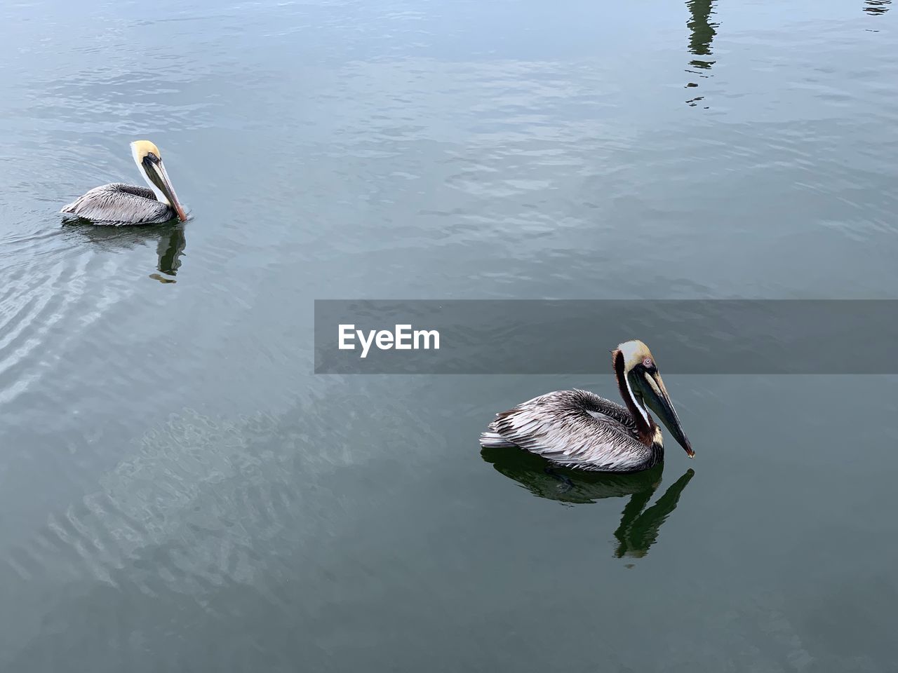 HIGH ANGLE VIEW OF SWAN FLOATING ON LAKE