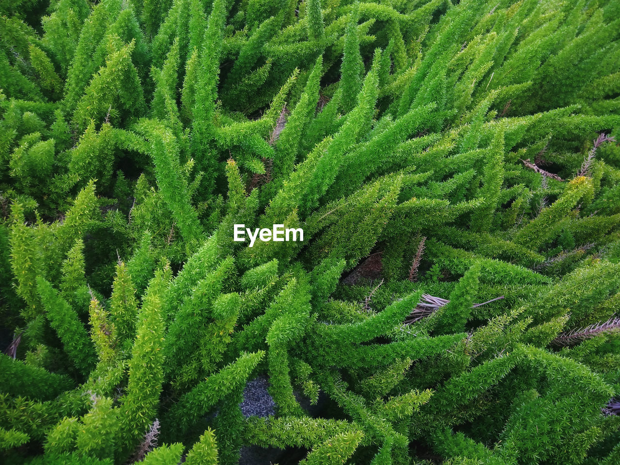 Full frame shot of plants growing on field