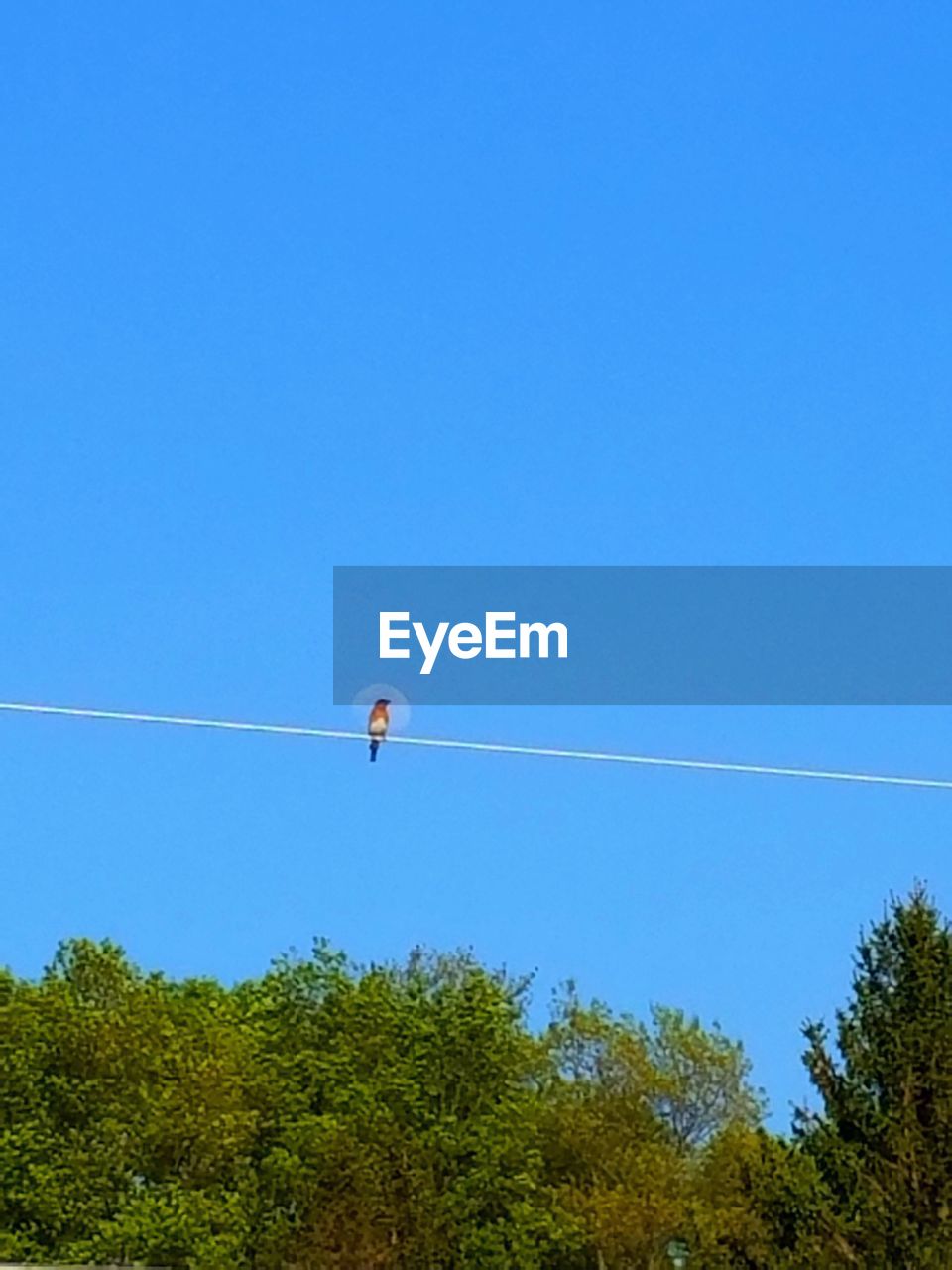 LOW ANGLE VIEW OF HELICOPTER AGAINST CLEAR BLUE SKY