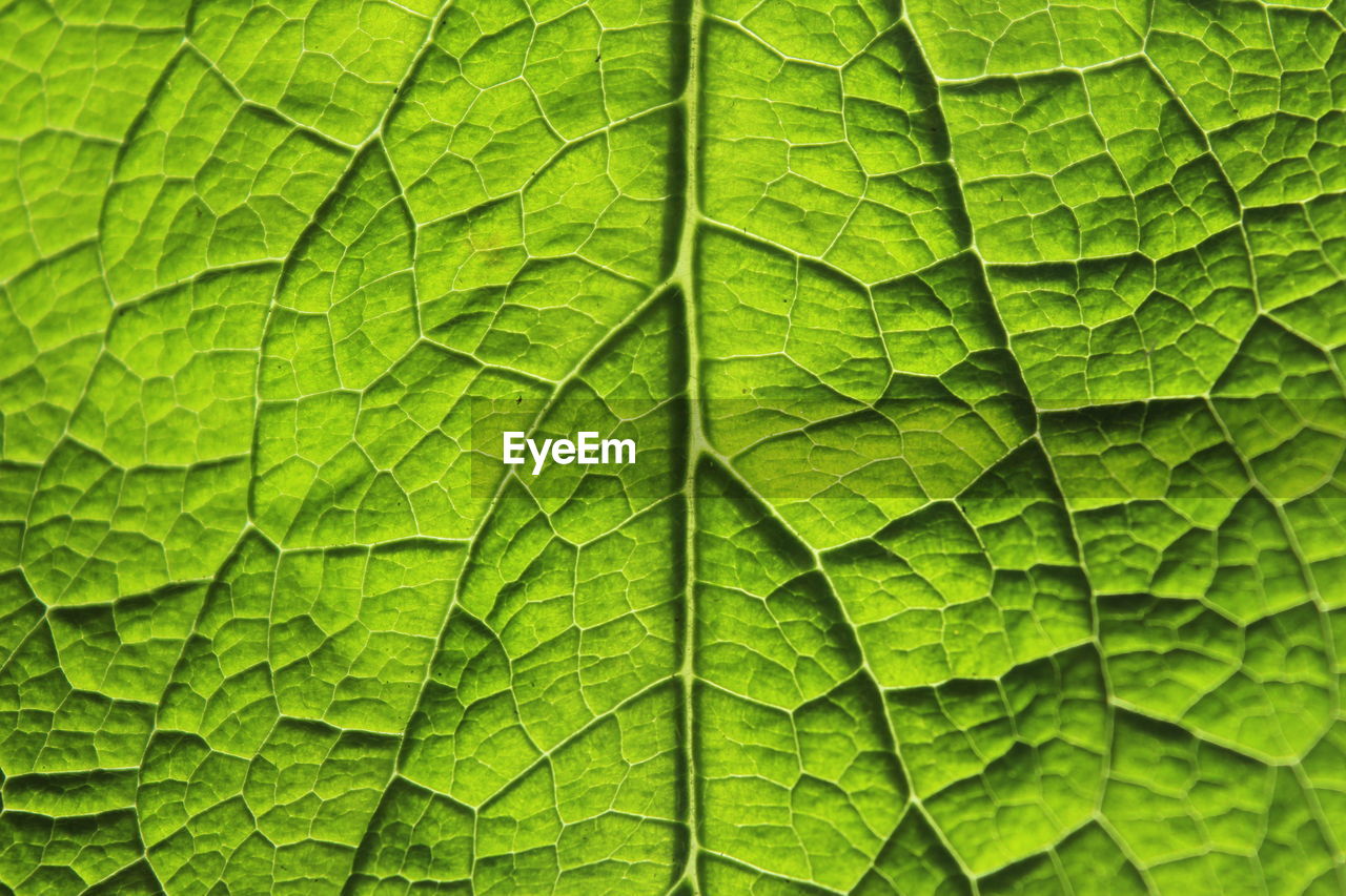 full frame shot of green leaves