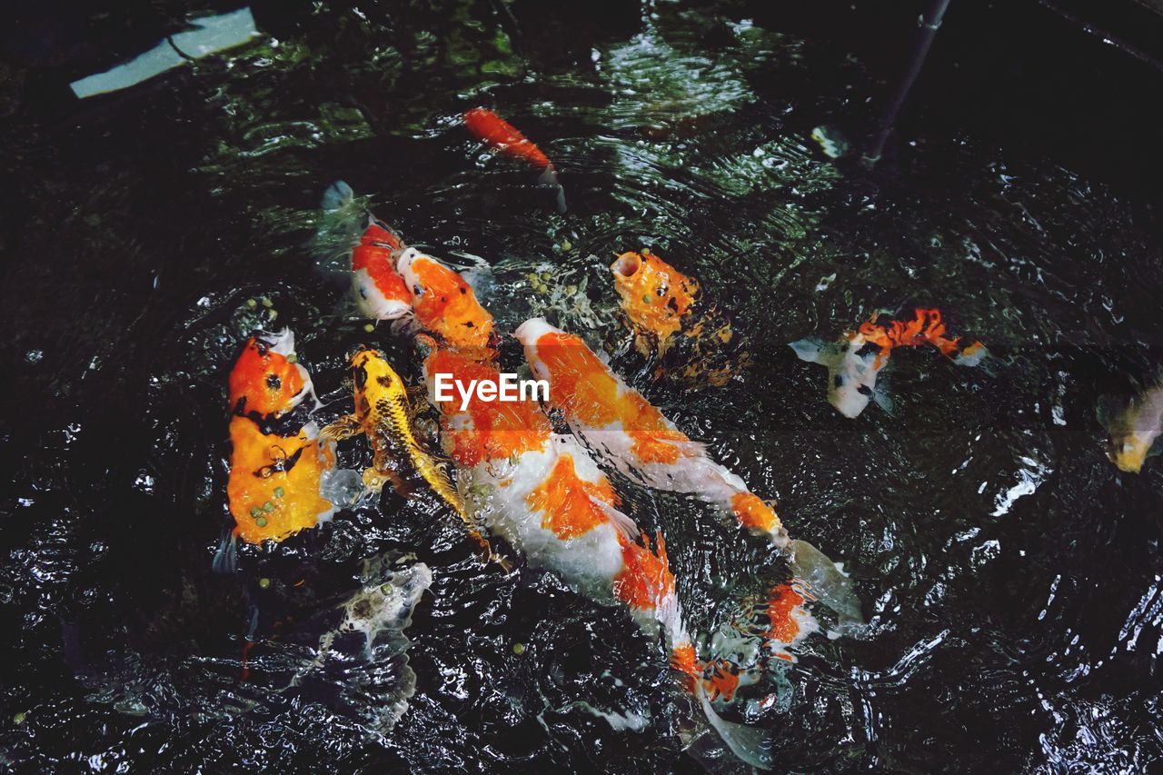 High angle view of koi carps swimming in pond