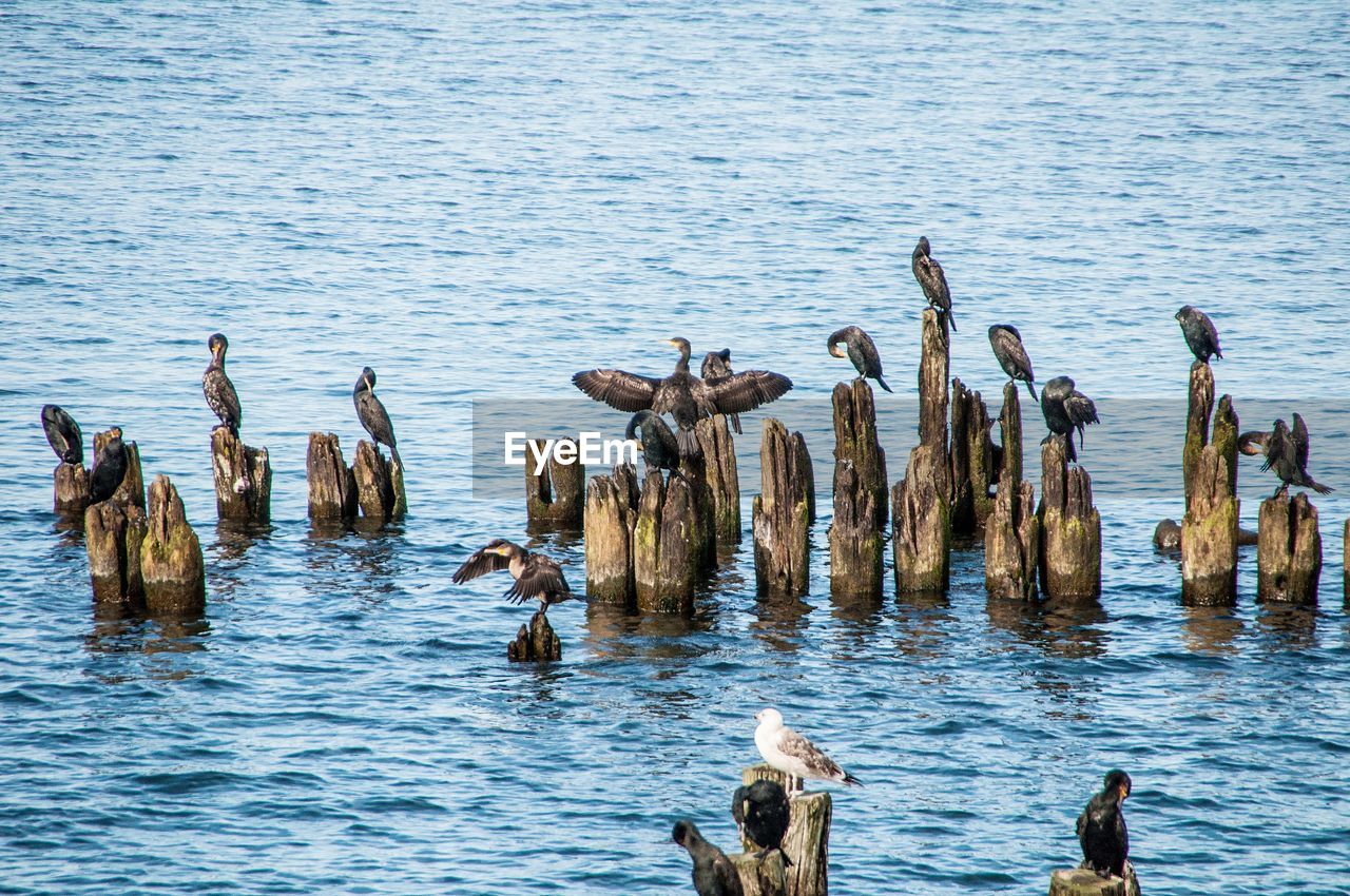 View of birds in lake