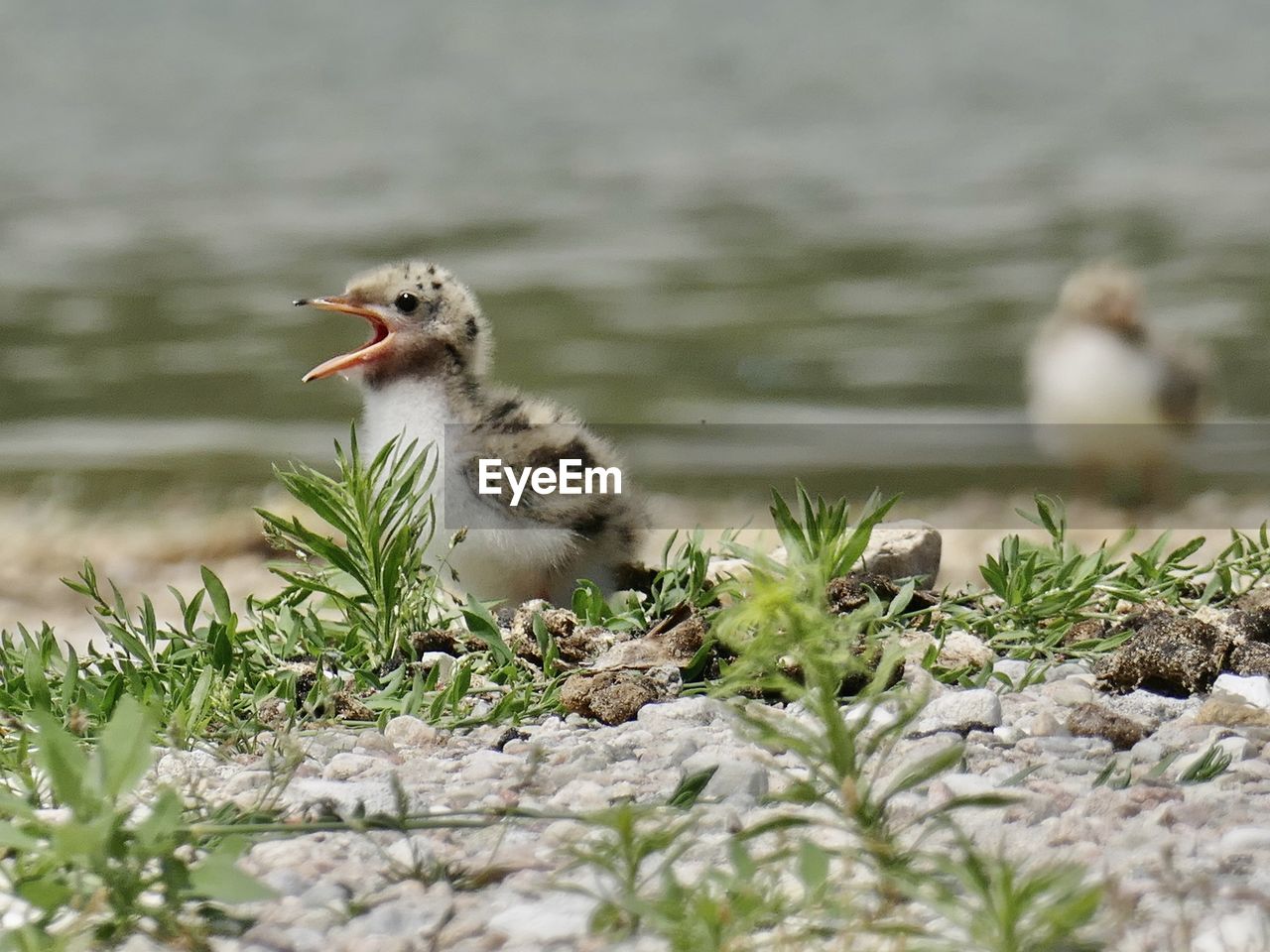 animal themes, animal, animal wildlife, bird, wildlife, nature, selective focus, one animal, no people, water, plant, sparrow, day, grass, flower, young animal, young bird, outdoors, lake, water bird, beak