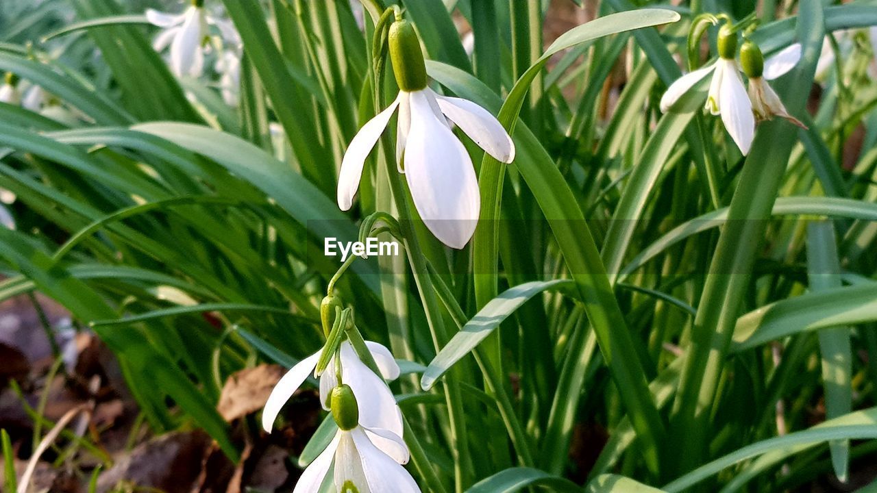 CLOSE-UP OF FLOWERING PLANTS