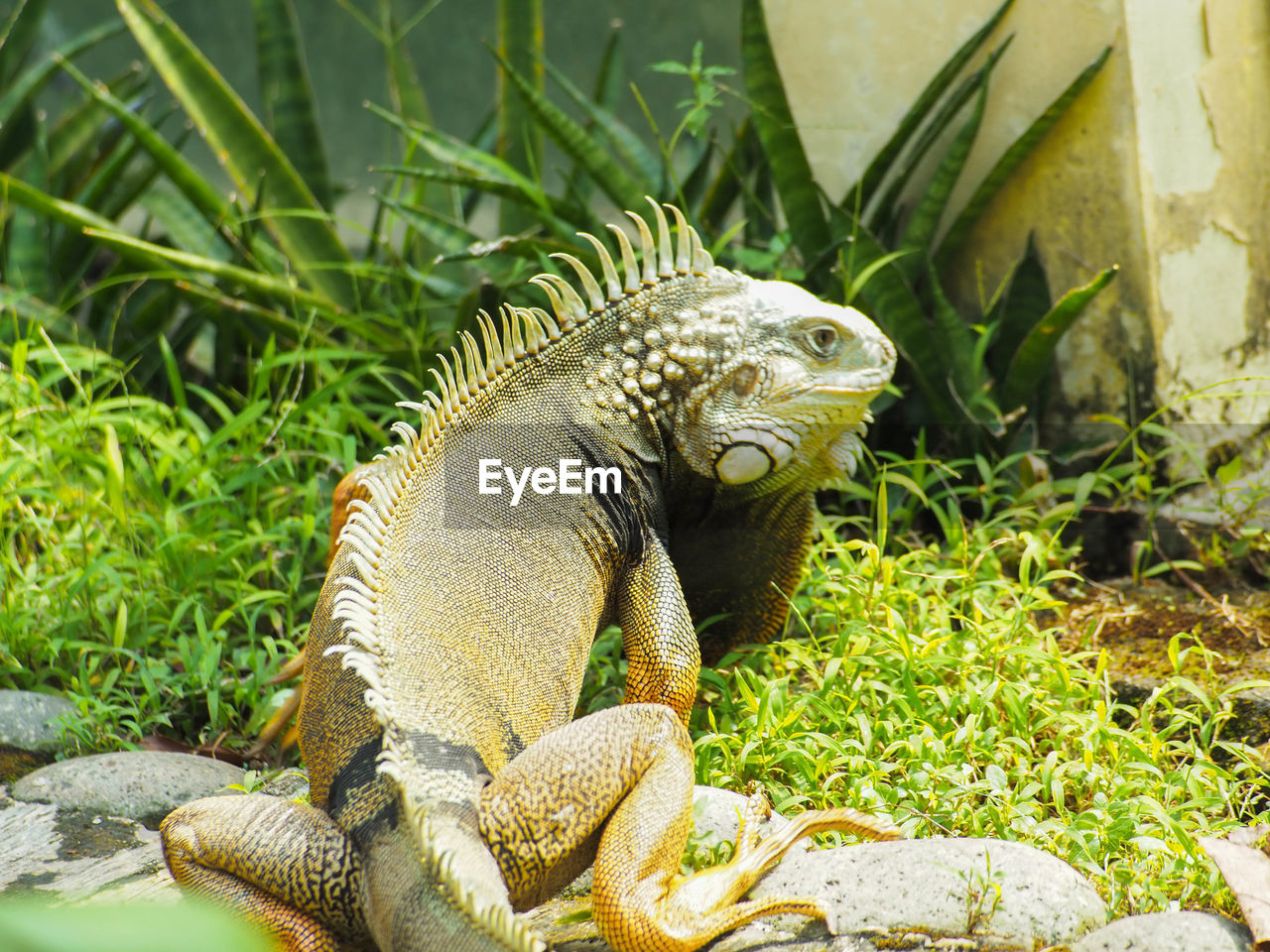 Picture of iguana a kind of reptile on a zoo. iguana is a genus of herbivorous lizards 