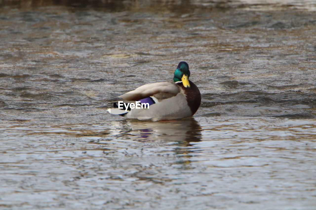 Duck swimming in a lake