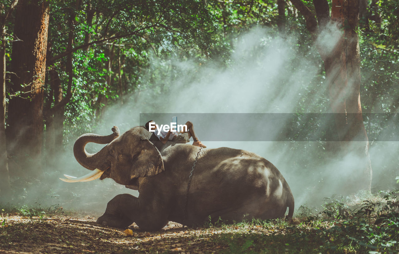 Boy reading book while lying on elephant in forest