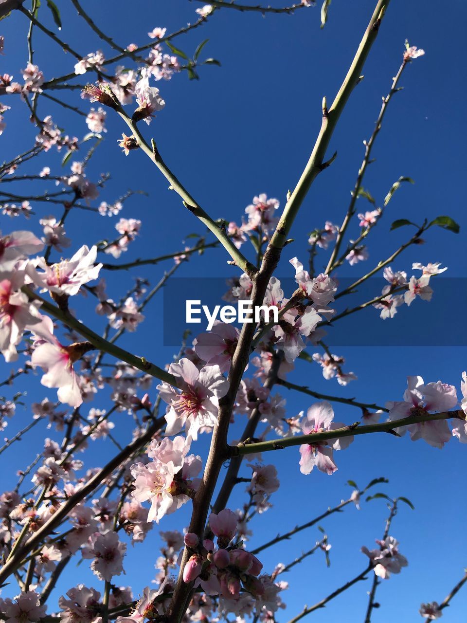 Low angle view of cherry blossom against blue sky