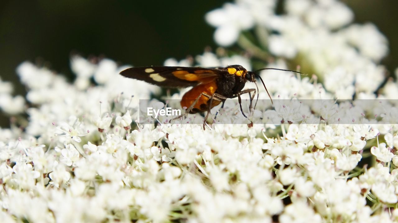 CLOSE-UP OF BUTTERFLY ON FLOWER