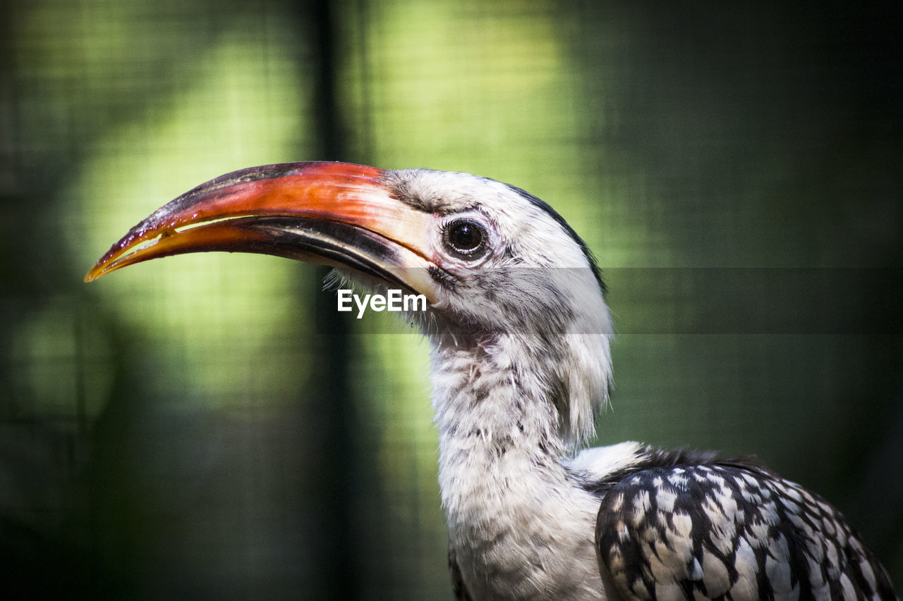 Close-up of a bird. hornbill. 