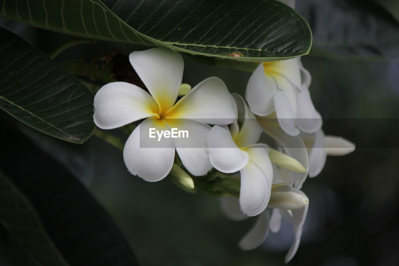 Close-up of white flowering plant