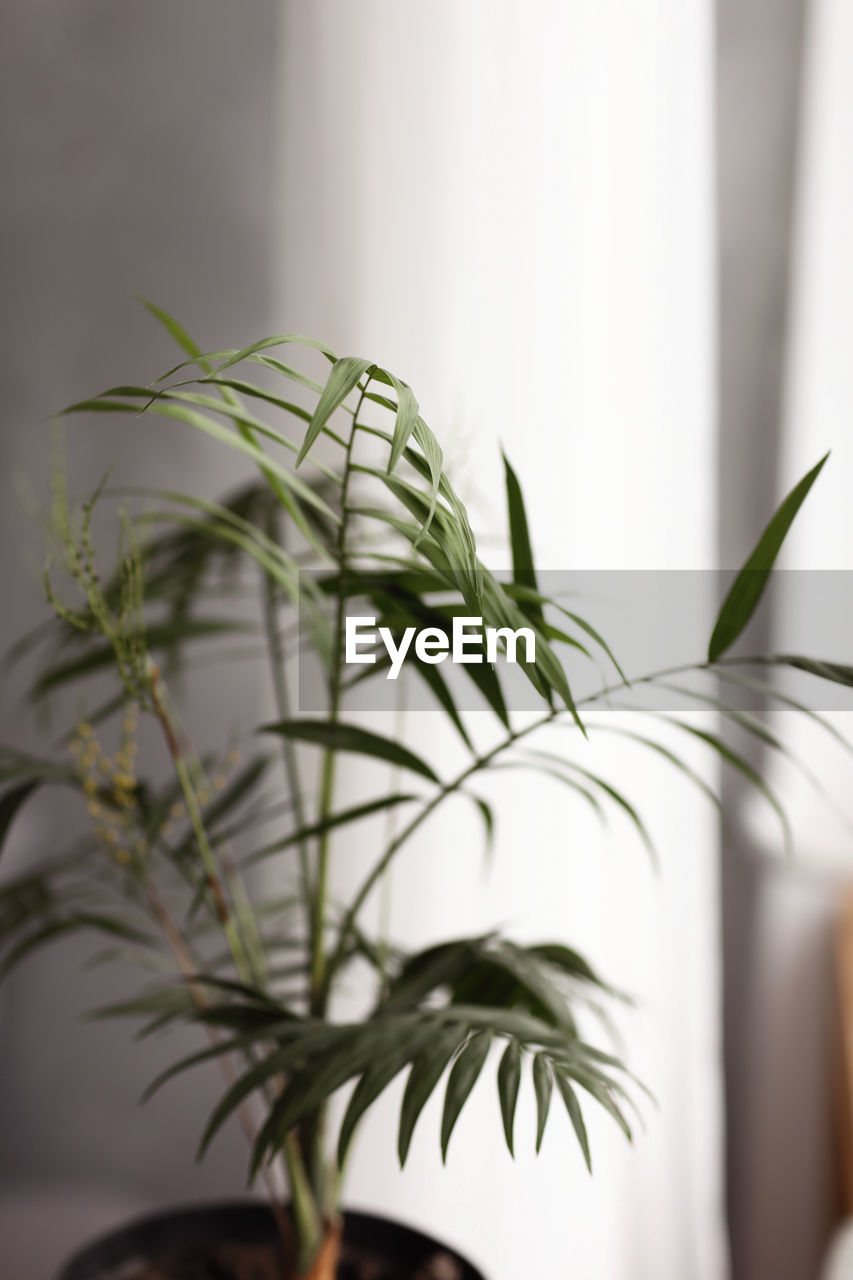 plant, houseplant, branch, indoors, leaf, nature, plant part, no people, floristry, floral design, growth, flower, green, close-up, selective focus, home interior, food, flowerpot, potted plant, ikebana, focus on foreground, food and drink