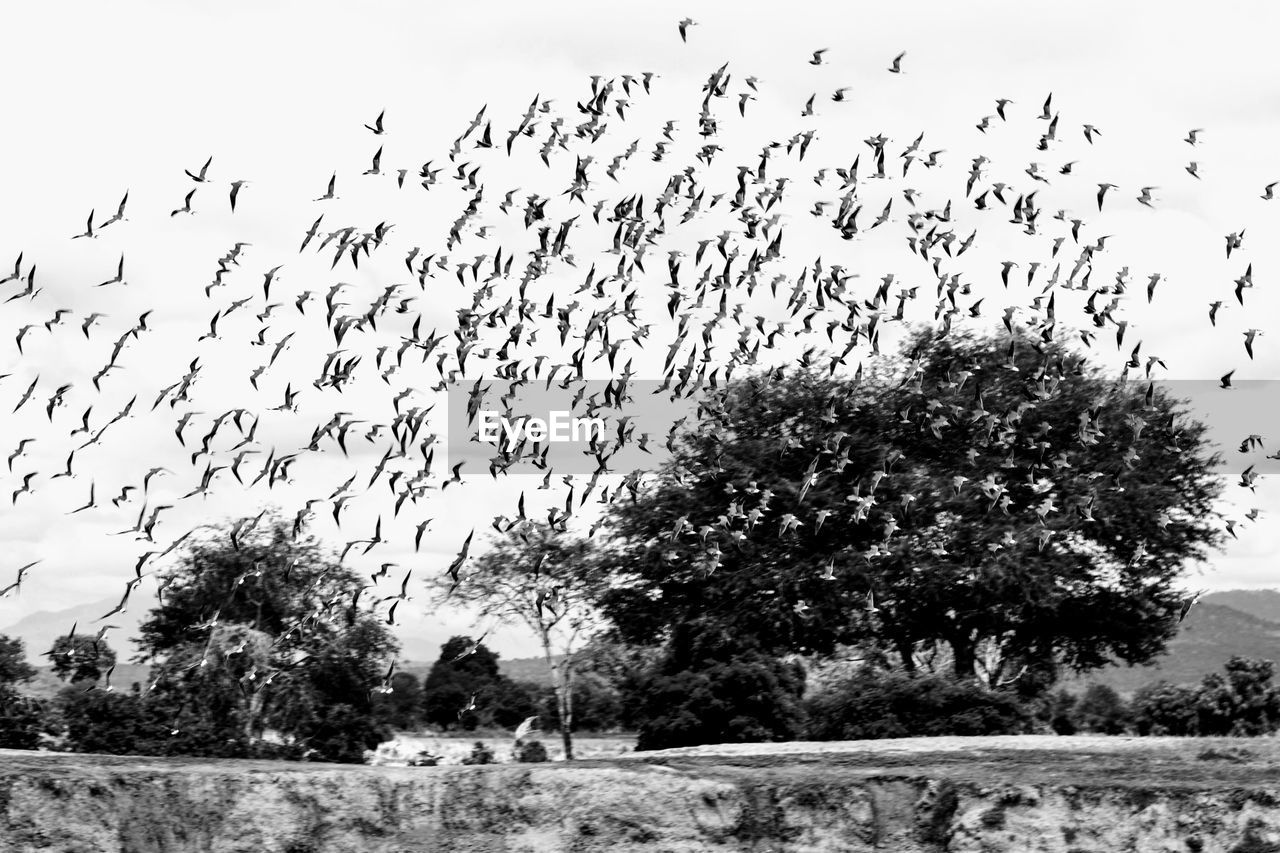 BIRDS FLYING IN THE SKY