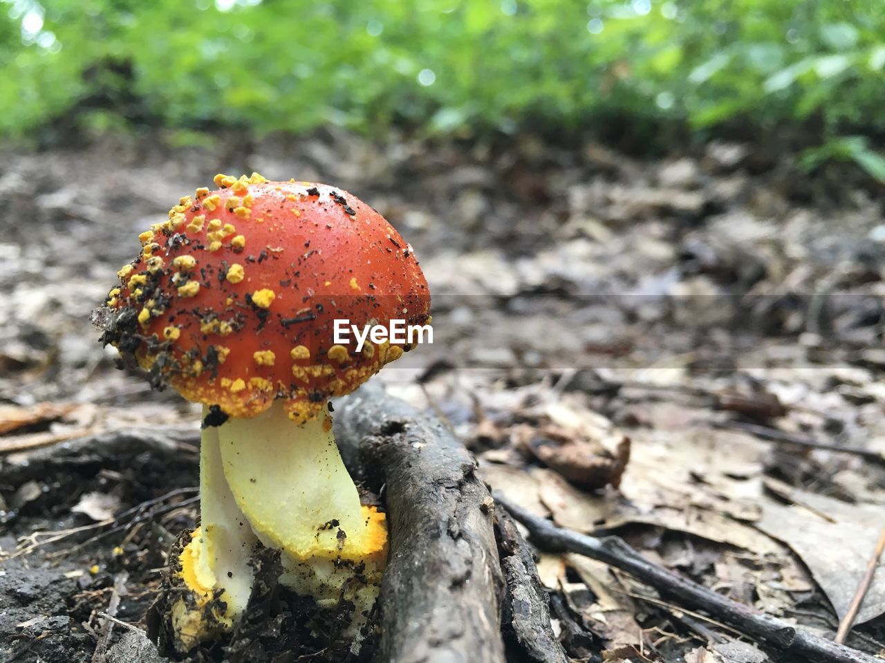 Close-up of mushrooms growing on tree trunk