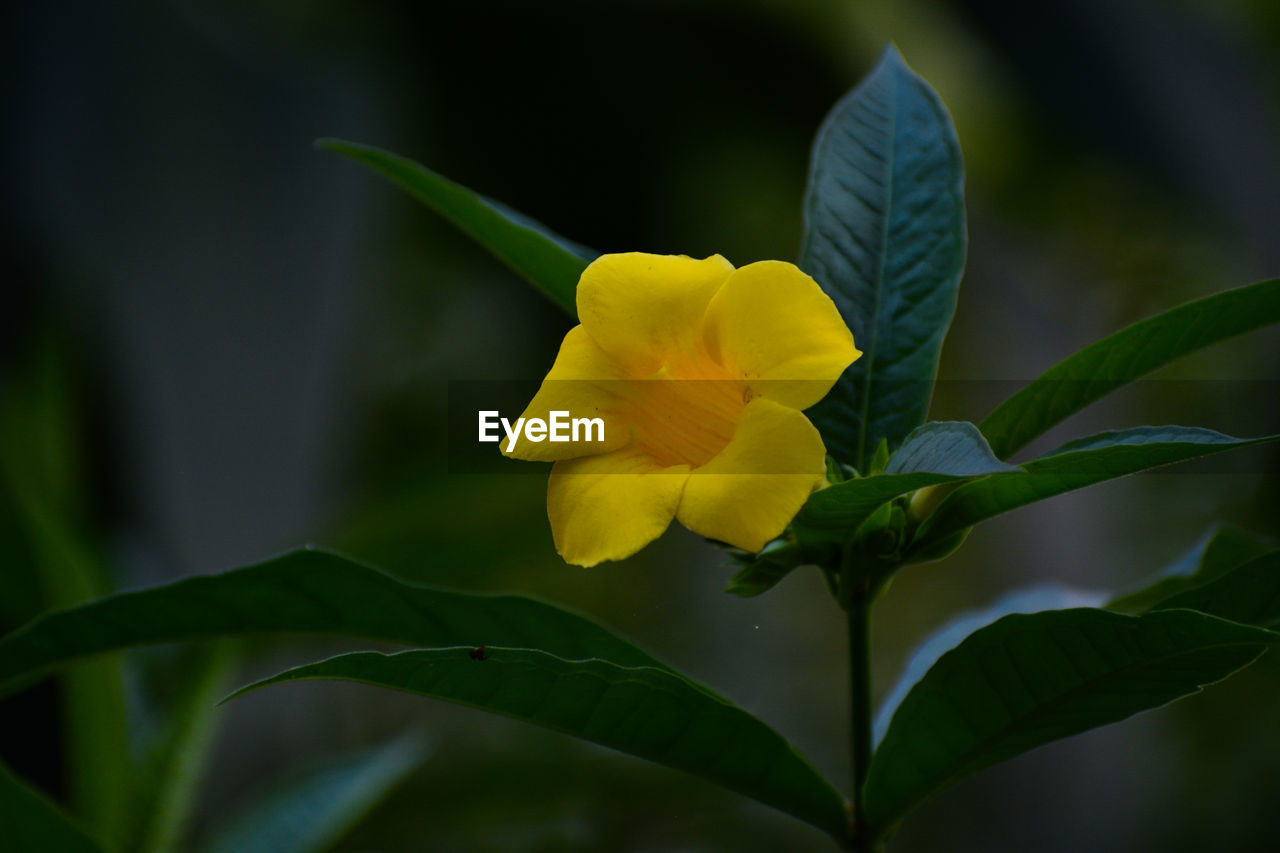 Close-up of yellow flowering plant