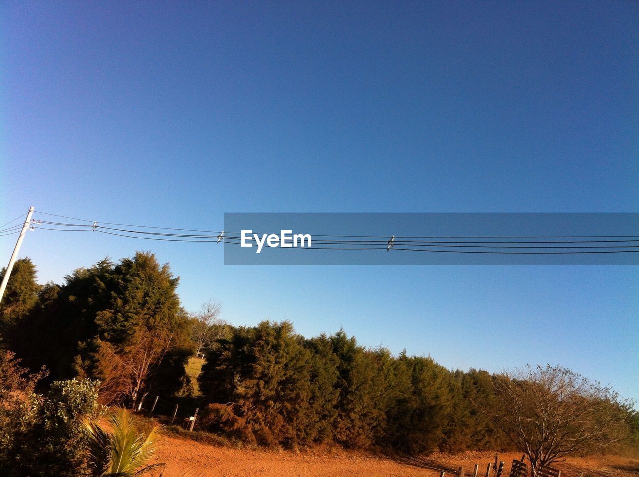 Trees on landscape against clear blue sky