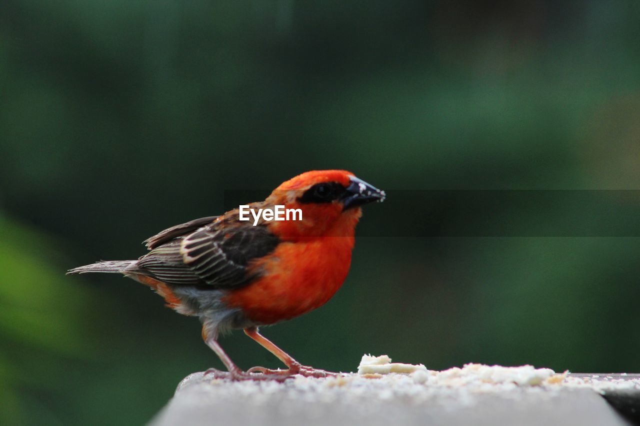 CLOSE-UP OF A BIRD PERCHING