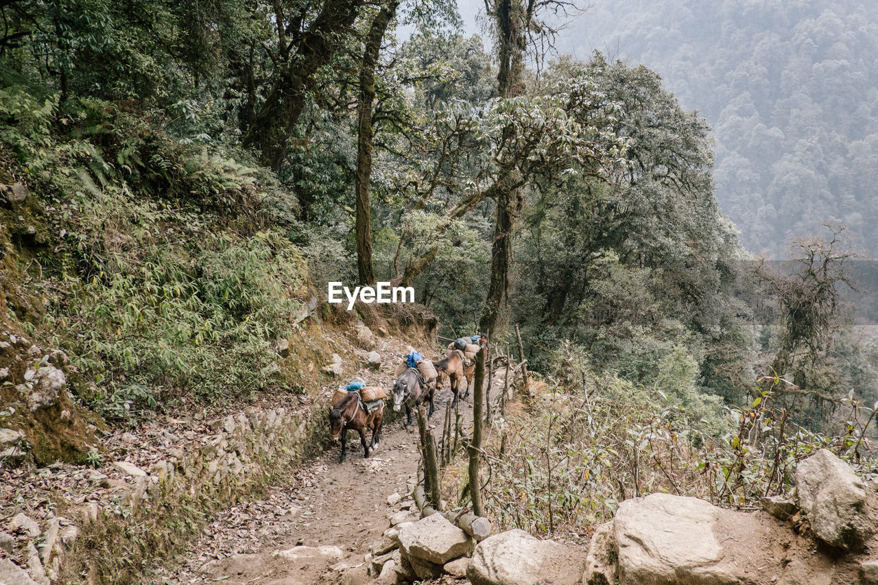 Panoramic view of trees in forest