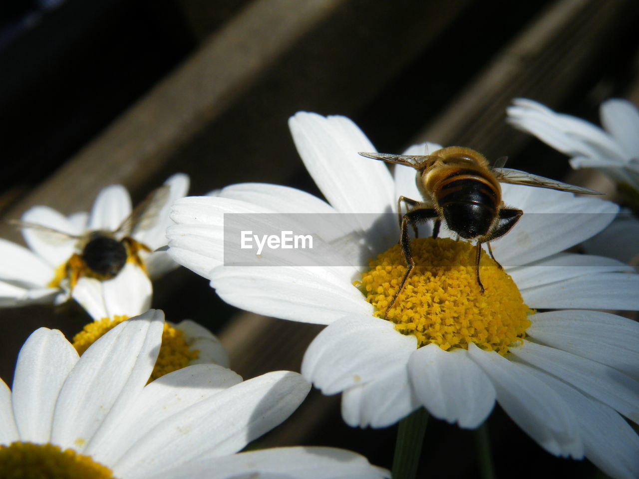 CLOSE-UP OF HONEY BEE POLLINATING ON YELLOW FLOWER