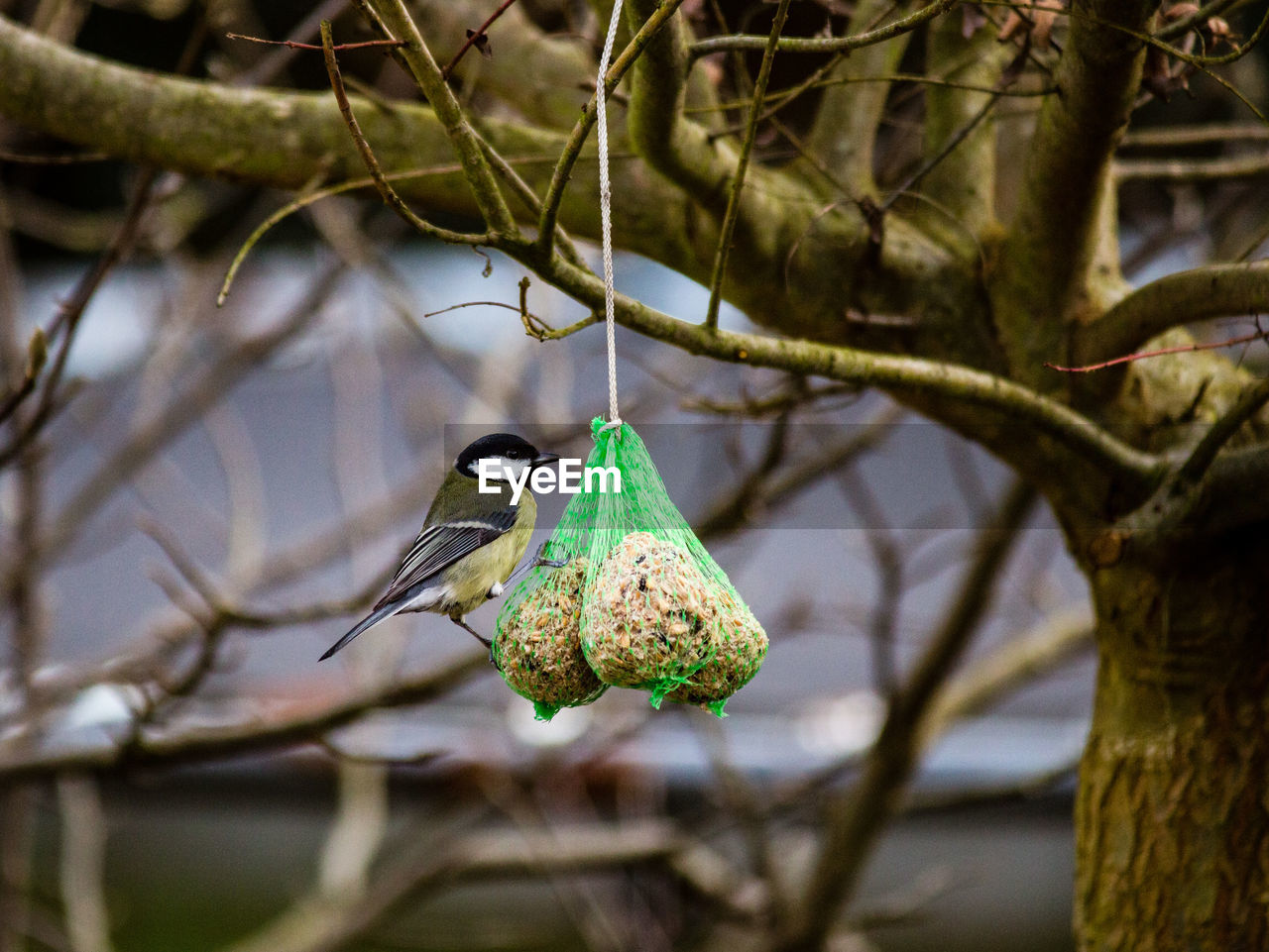 Close-up of bird perching on feeder hanging on tree