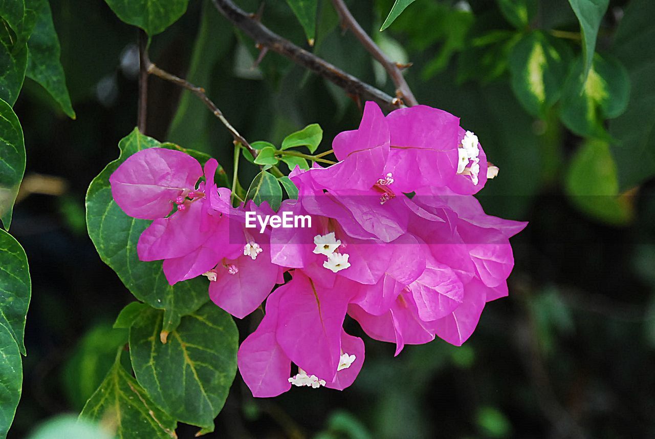 CLOSE-UP OF PINK BOUGAINVILLEA BLOOMING IN GARDEN