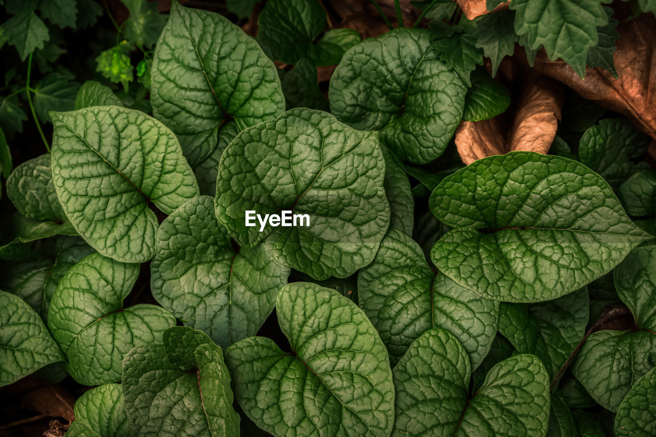 FULL FRAME SHOT OF LEAVES