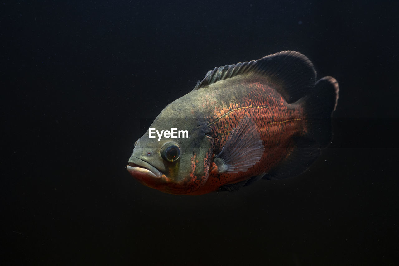 Oscar fish swimming under water on dark background