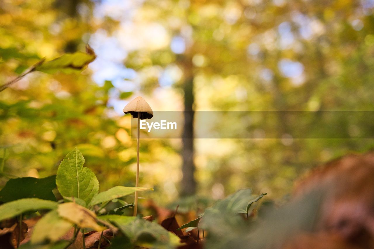 nature, autumn, leaf, sunlight, plant, green, plant part, flower, tree, branch, forest, beauty in nature, yellow, woodland, animal wildlife, animal, land, environment, animal themes, selective focus, outdoors, growth, sky, no people, day, natural environment, landscape, wildlife, blossom, macro photography, one animal, bird, summer, food, environmental conservation