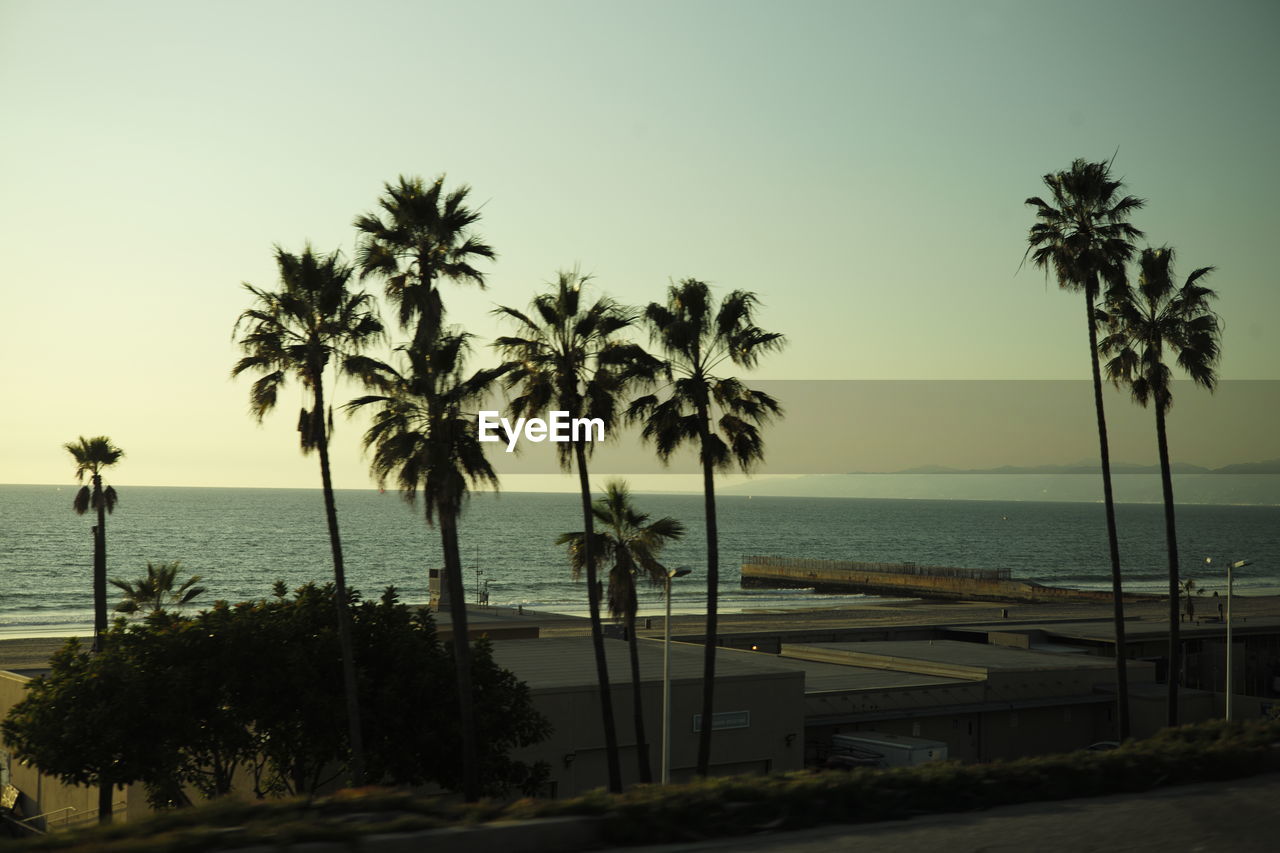 PALM TREES ON BEACH AGAINST SKY