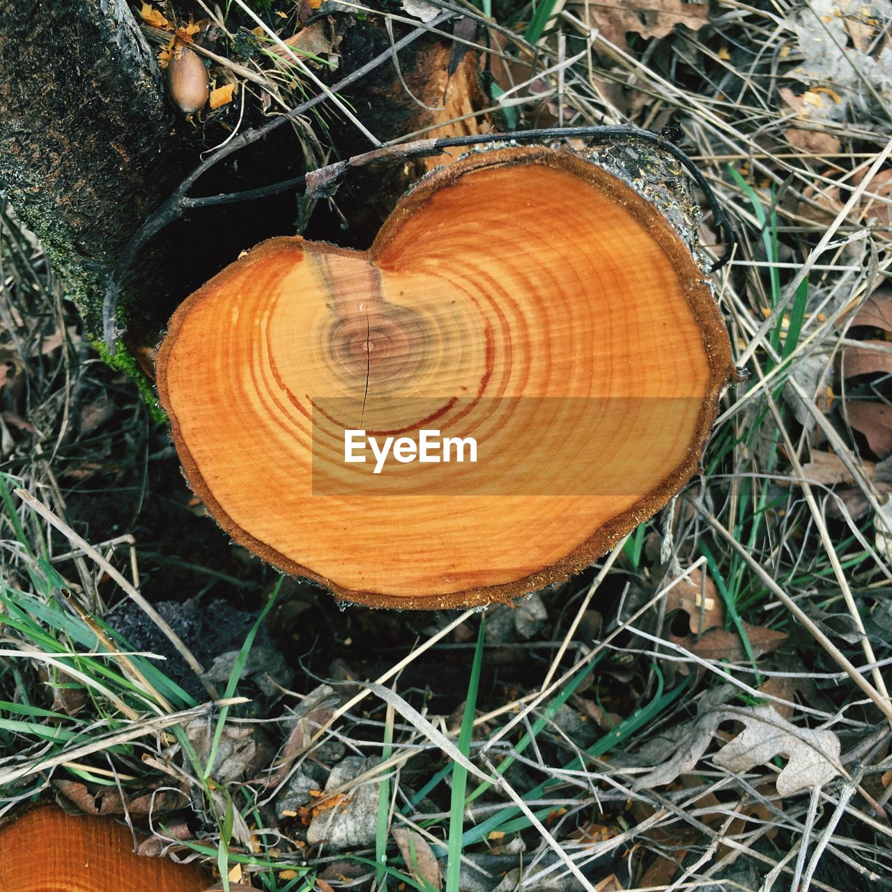 HIGH ANGLE VIEW OF MUSHROOMS ON FIELD