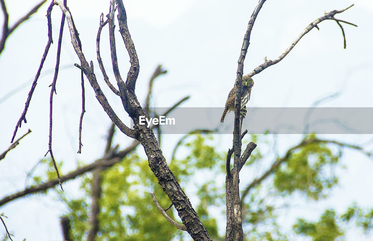 Low angle view of owl perching on bare tree against sky