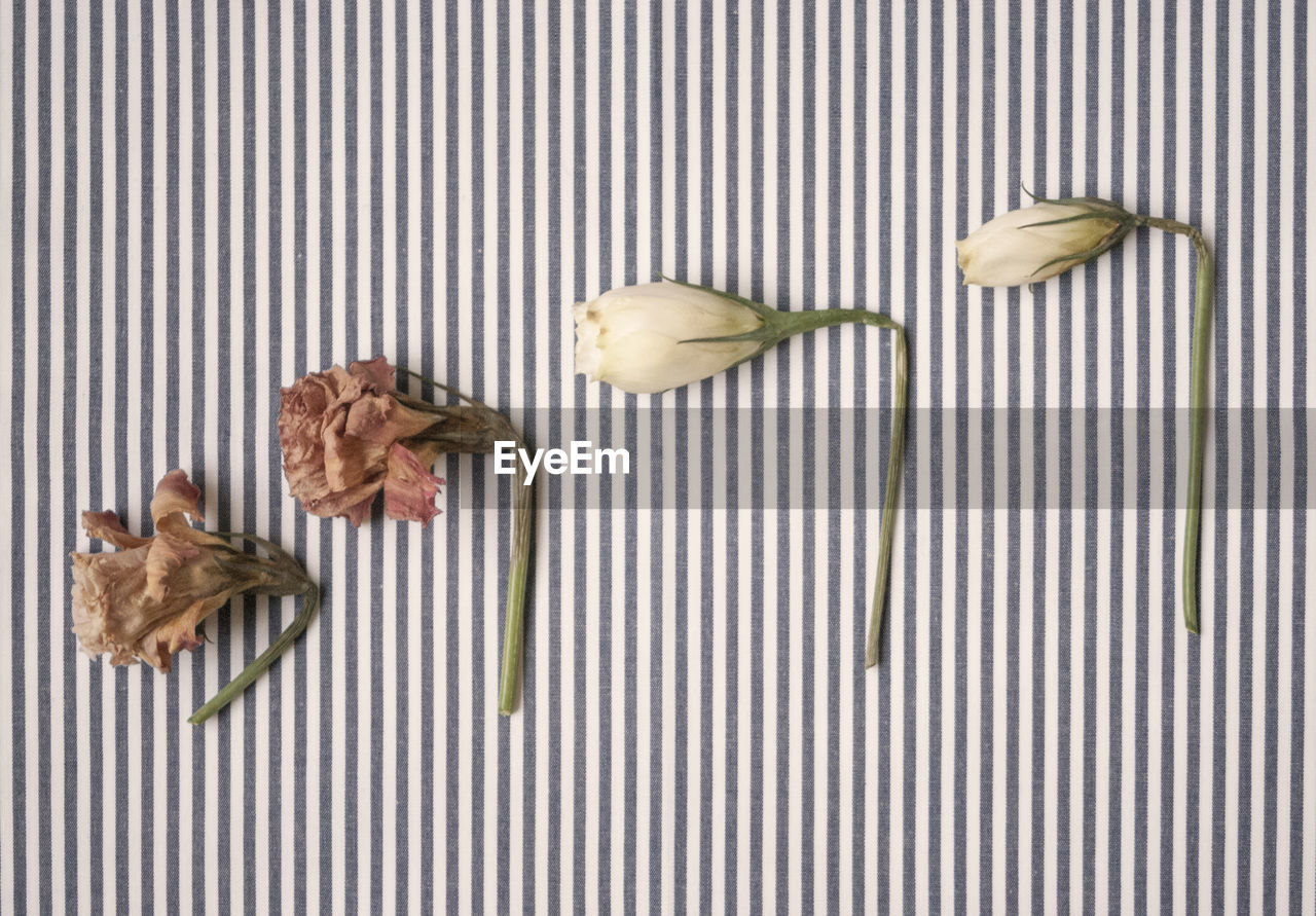 Close-up of dried flowers on stripped background