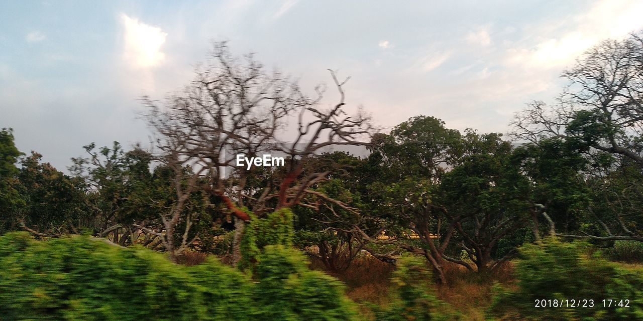 SCENIC VIEW OF TREES AGAINST SKY