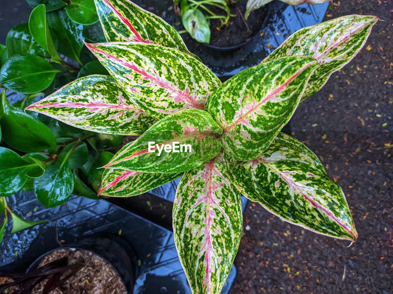 leaf, plant part, plant, green, high angle view, nature, flower, growth, food, food and drink, day, no people, freshness, outdoors, directly above, healthy eating, garden, close-up