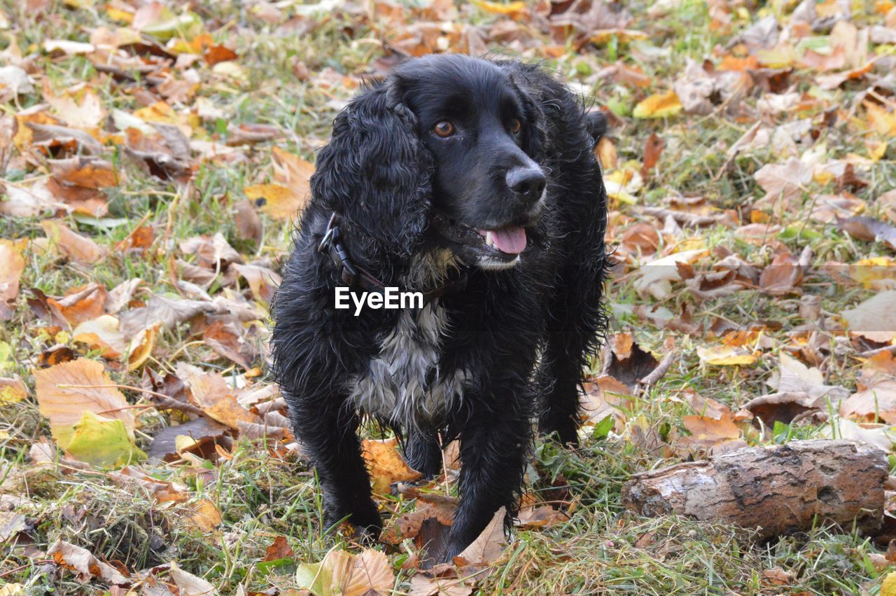 Close-up of a dog looking away