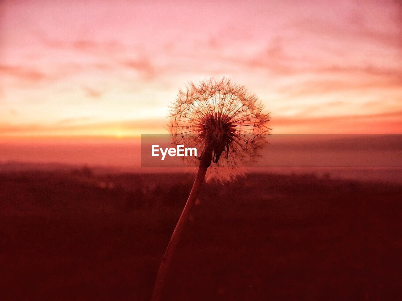 CLOSE-UP OF SILHOUETTE FLOWER AGAINST SKY DURING SUNSET