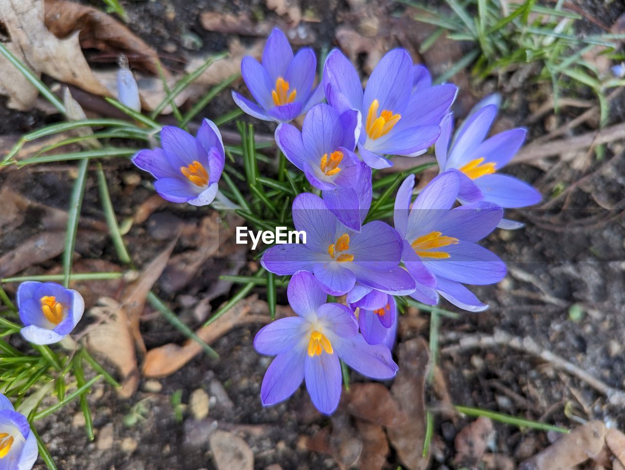flowering plant, flower, plant, freshness, beauty in nature, growth, close-up, fragility, petal, nature, purple, flower head, inflorescence, wildflower, crocus, land, high angle view, blue, day, no people, field, focus on foreground, botany, iris, outdoors, plant part, leaf