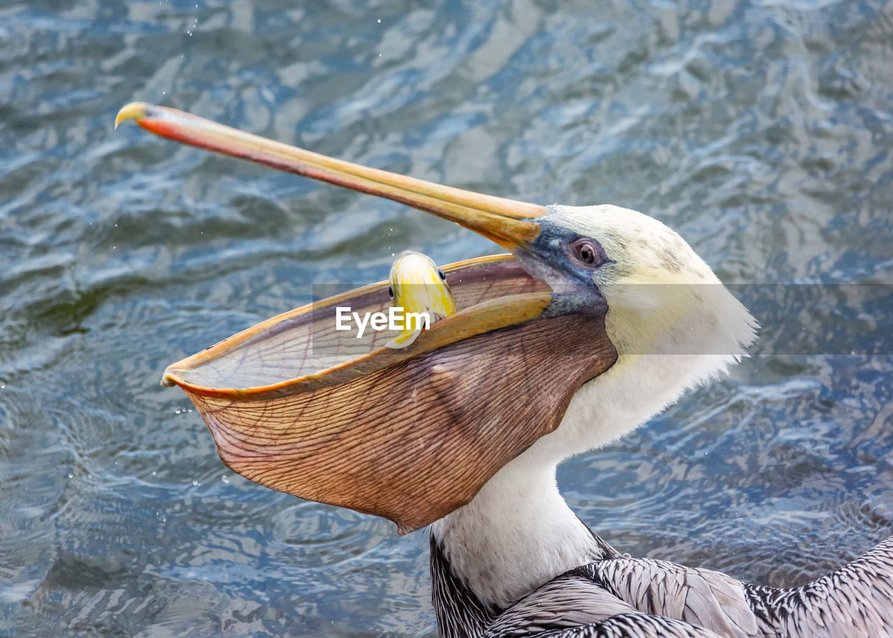 Close-up of pelican fishing on lake