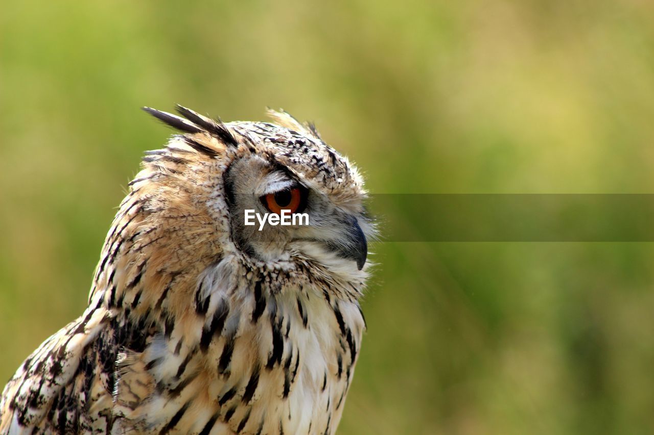 Close-up of eagle owl looking away