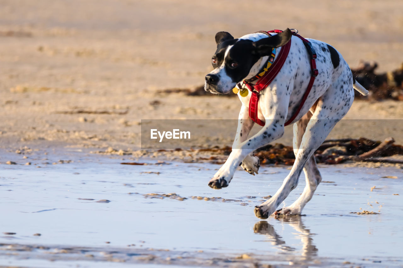 DOG RUNNING ON A BEACH