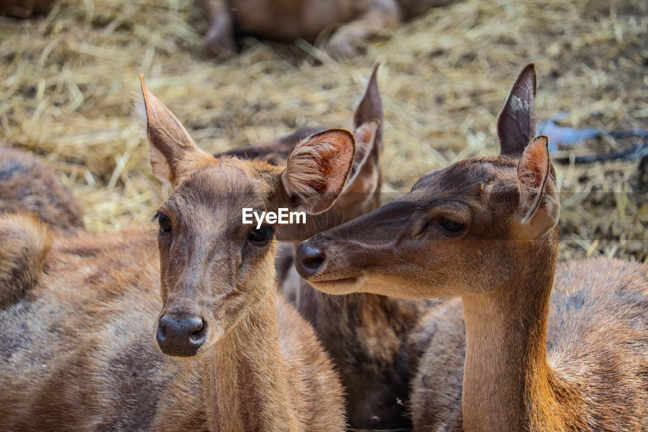 Brow-antlered deer