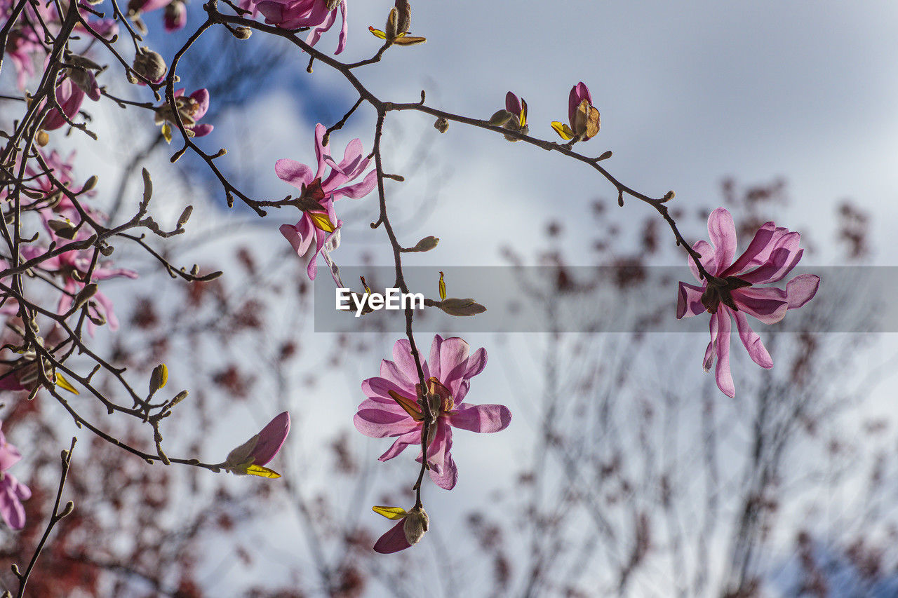 plant, flower, tree, flowering plant, beauty in nature, blossom, spring, branch, nature, pink, freshness, cherry blossom, springtime, fragility, growth, no people, sky, outdoors, focus on foreground, leaf, petal, close-up, day, low angle view, tranquility, twig, botany, flower head, inflorescence