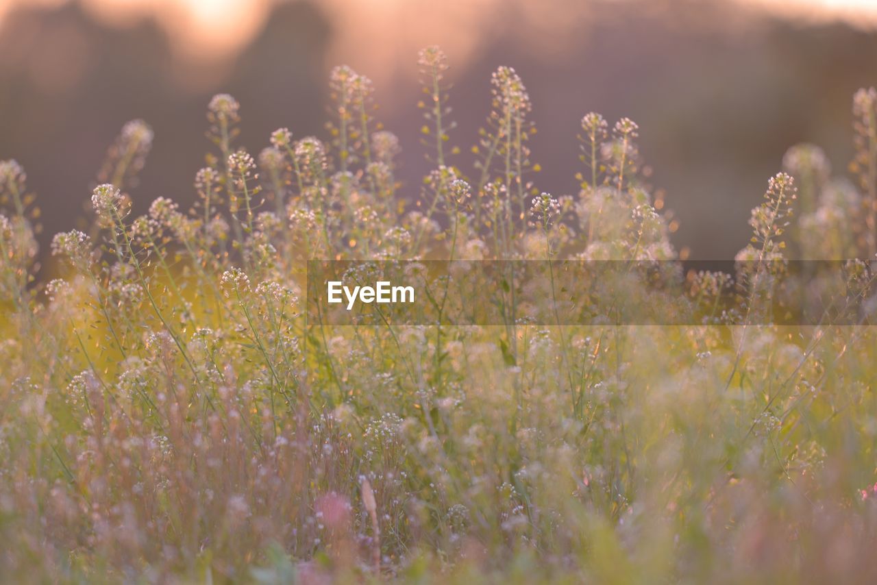 Flowers growing in field