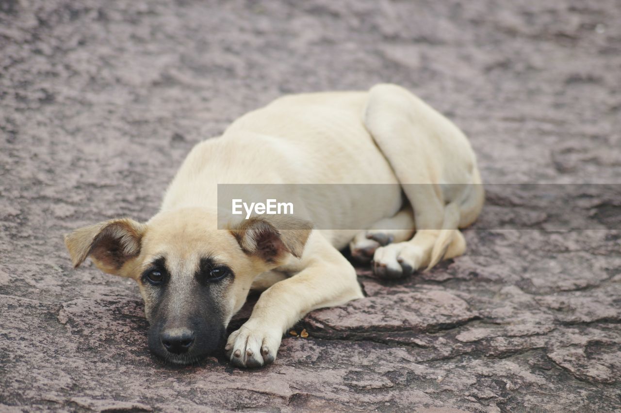 CLOSE-UP OF DOG LYING ON DIRT