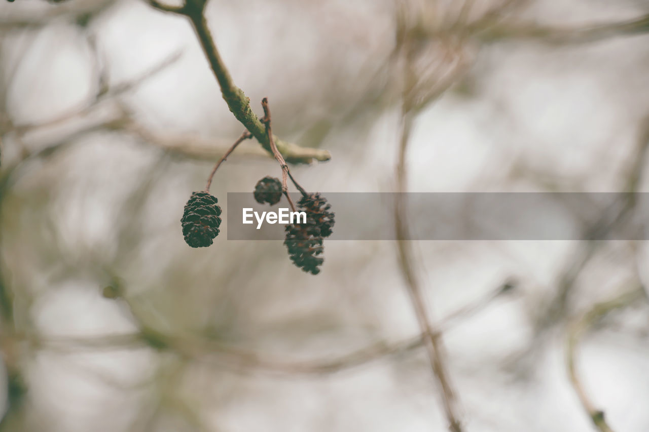 Autumn Beautiful Beautiful Nature Branches Hanging Nature Pine Cones Tree Twigs Wonderful Change Forest Forest Photography Forestwalk Lovely Outdoors Pine Cone Season  Selective Focus Spring Twig Twigs And Branches