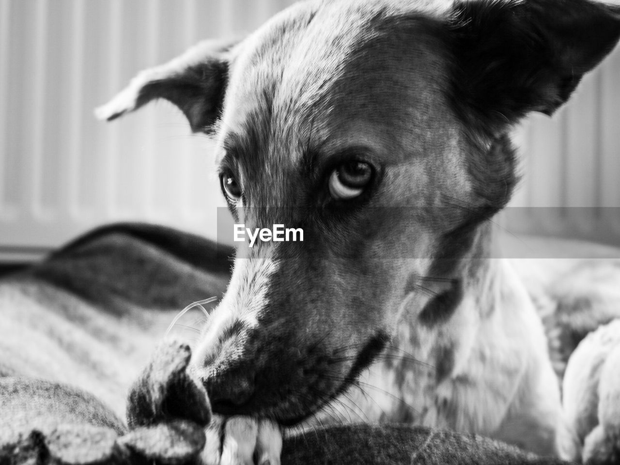 CLOSE-UP PORTRAIT OF DOG LYING ON BED