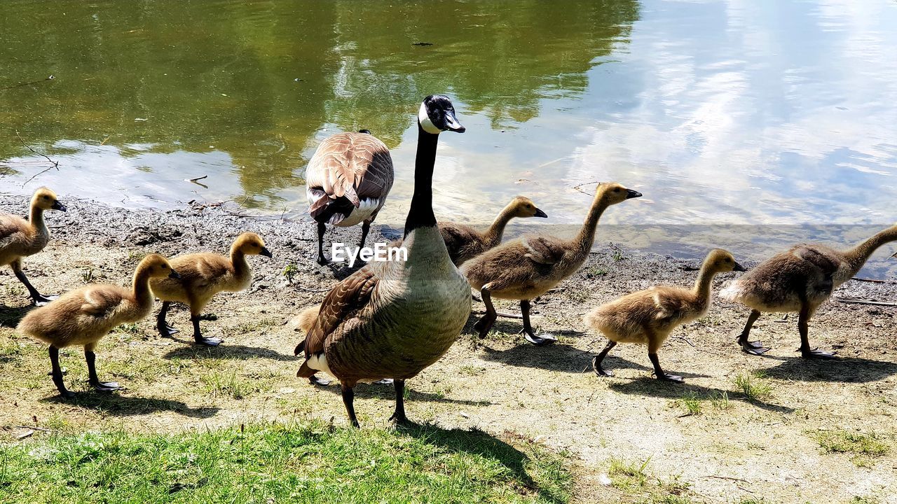 BIRDS ON LAKESHORE