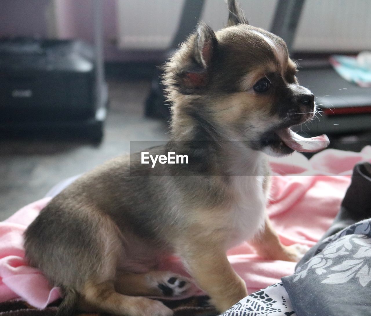 CLOSE-UP OF A DOG LOOKING AWAY WHILE SITTING AT HOME